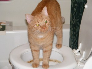 kitty toilet